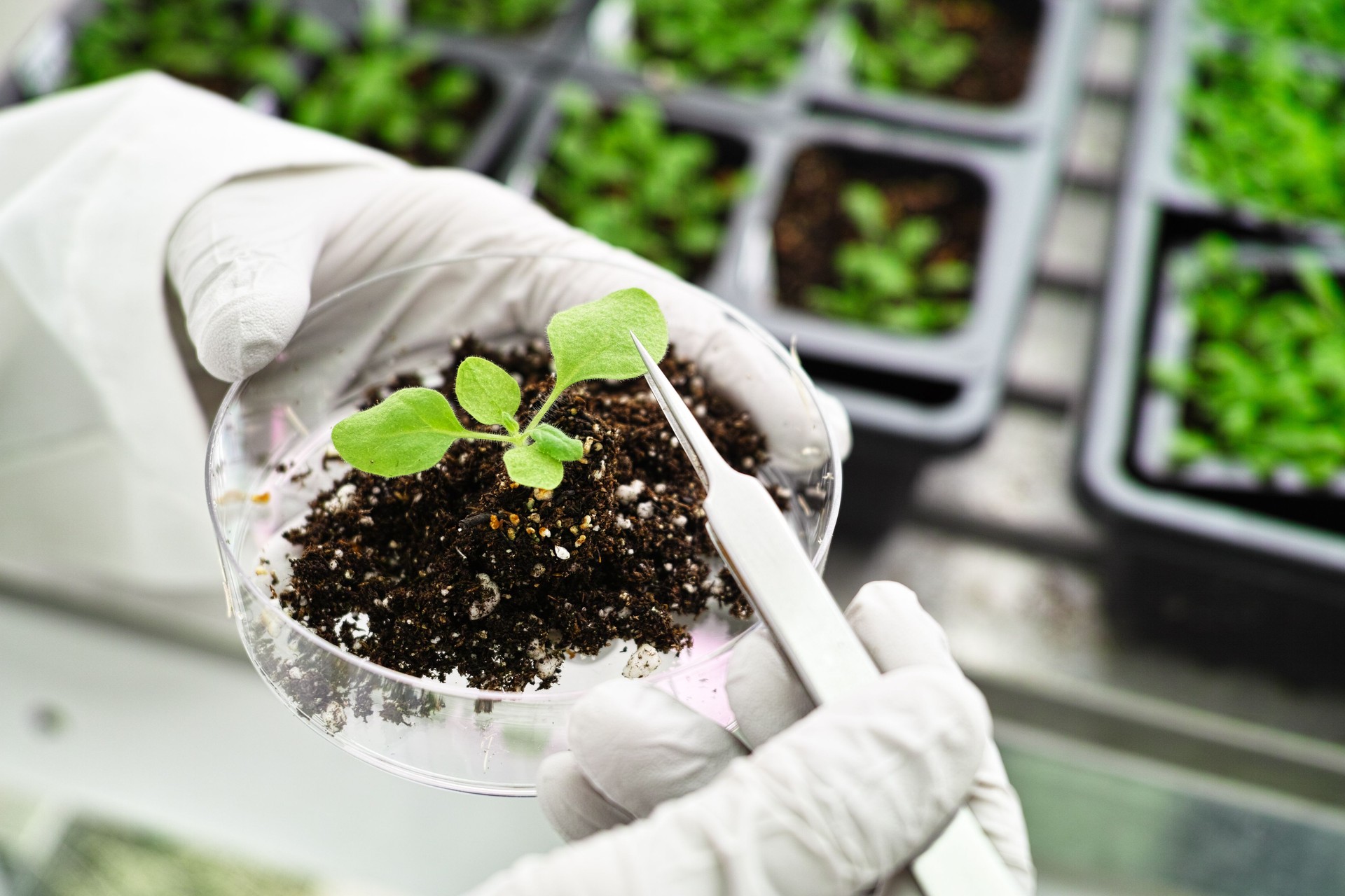 Model plant in a research lab